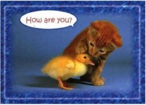 animal communication